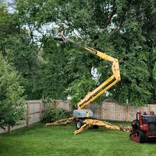 Best Tree and Shrub Care  in Bottineau, ND