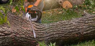 Best Emergency Tree Removal  in Bottineau, ND