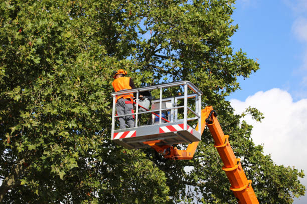 Best Lawn Grading and Leveling  in Bottineau, ND